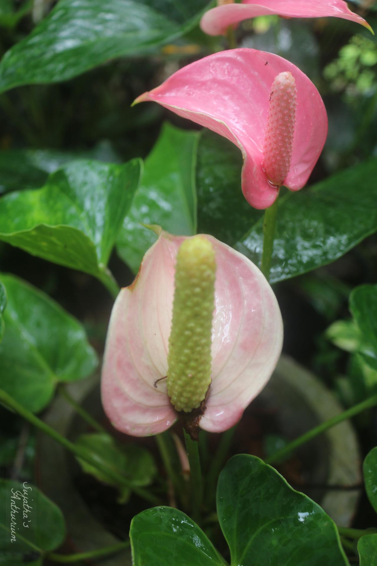 Anthurium variant Jolly. Flower has a pink curly spathe and a mild pink spadix. image 5