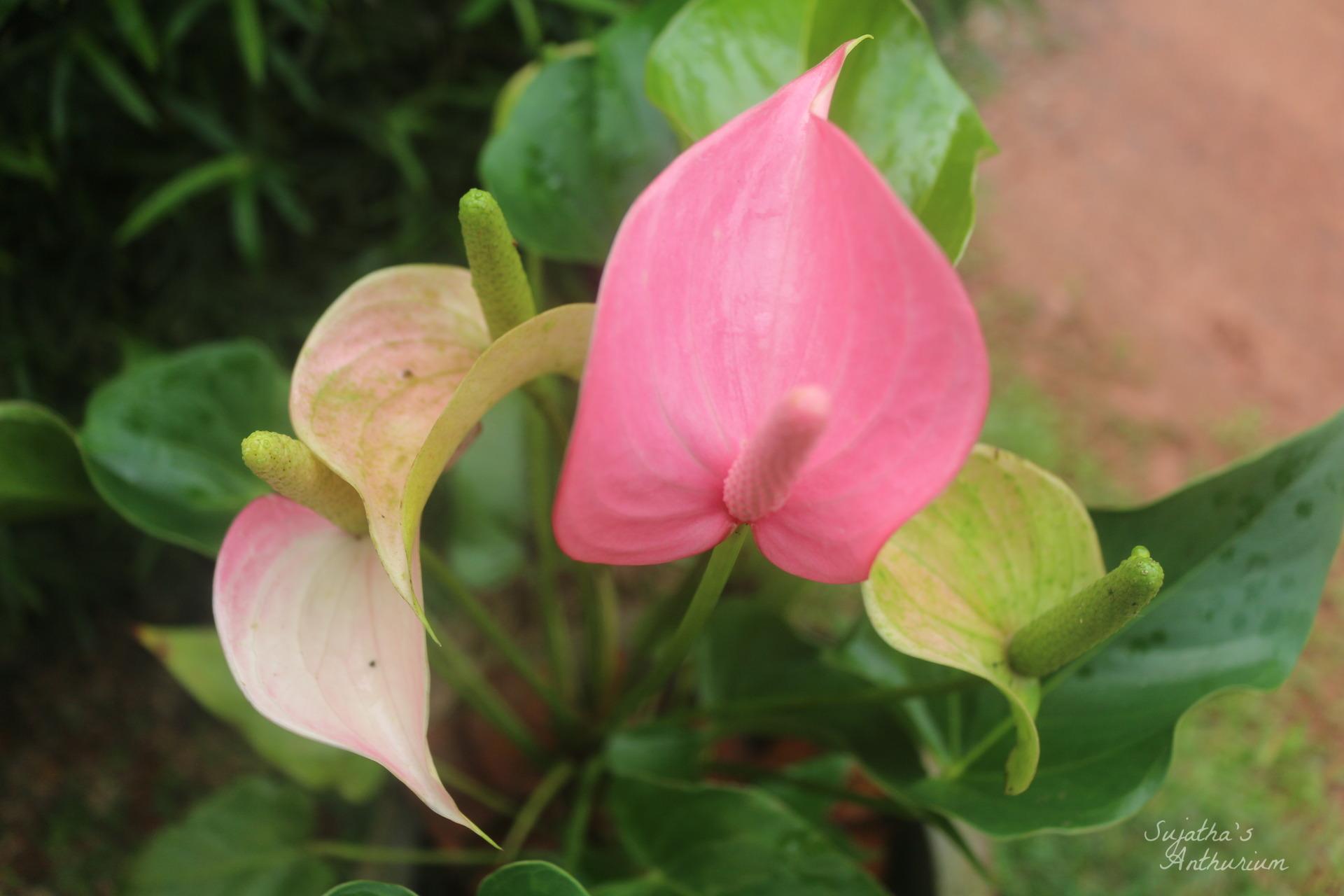 Anthurium variant Jolly. Flower has a pink curly spathe and a mild pink spadix. image 6