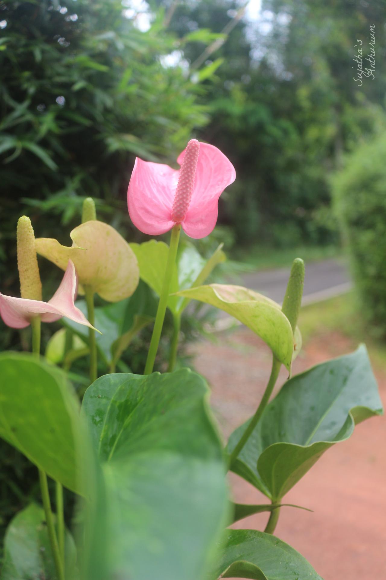 Anthurium variant Jolly. Flower has a pink curly spathe and a mild pink spadix. image 7