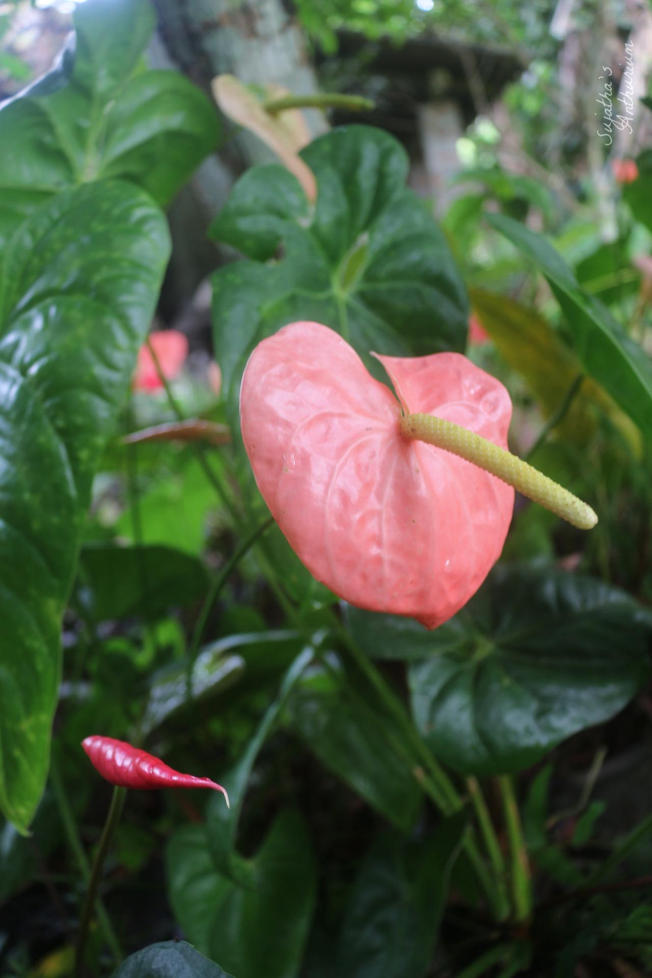 Anthurium variant Misuri Orange. Flower has a orange color spathe and a yellow spadix. image 2