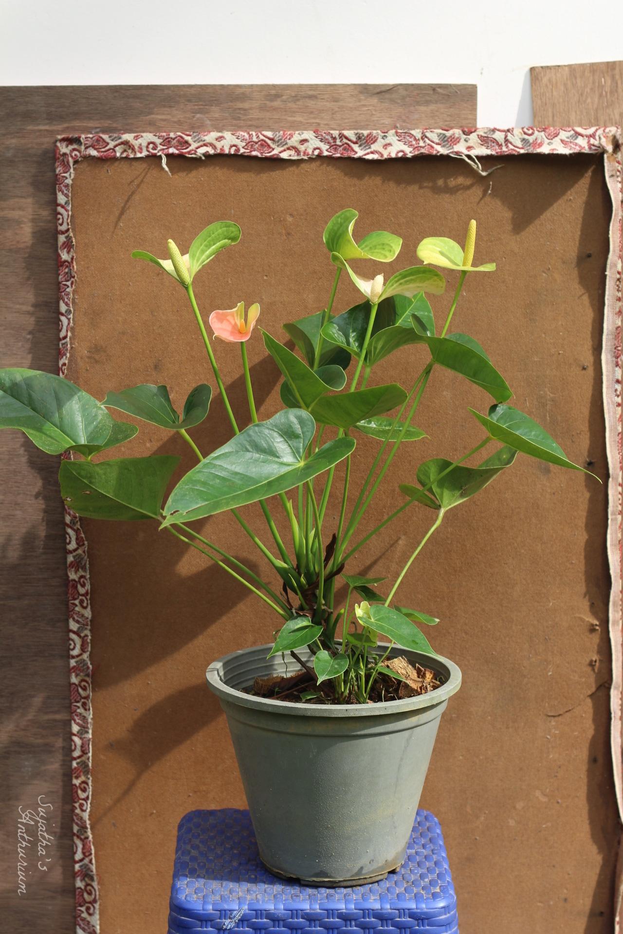 Anthurium variant Panedola. Flower has a pink, green spathe and a yellow spadix. image 2