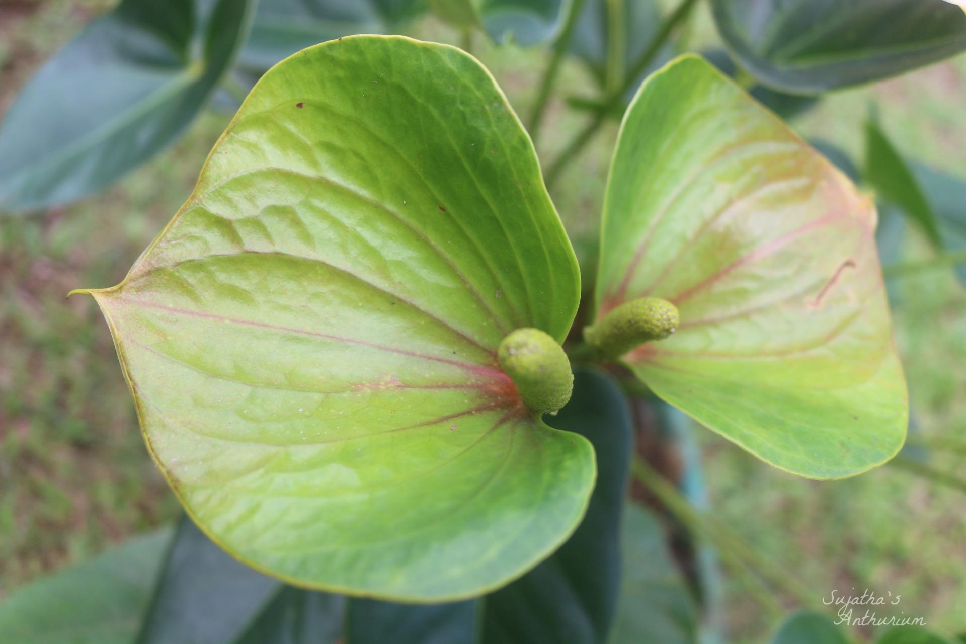 Anthurium variant Panedola. Flower has a pink, green spathe and a yellow spadix. image 4