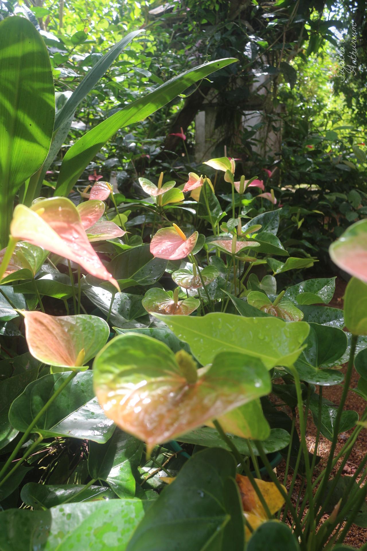 Anthurium variant Panedola. Flower has a pink, green spathe and a yellow spadix. image 7