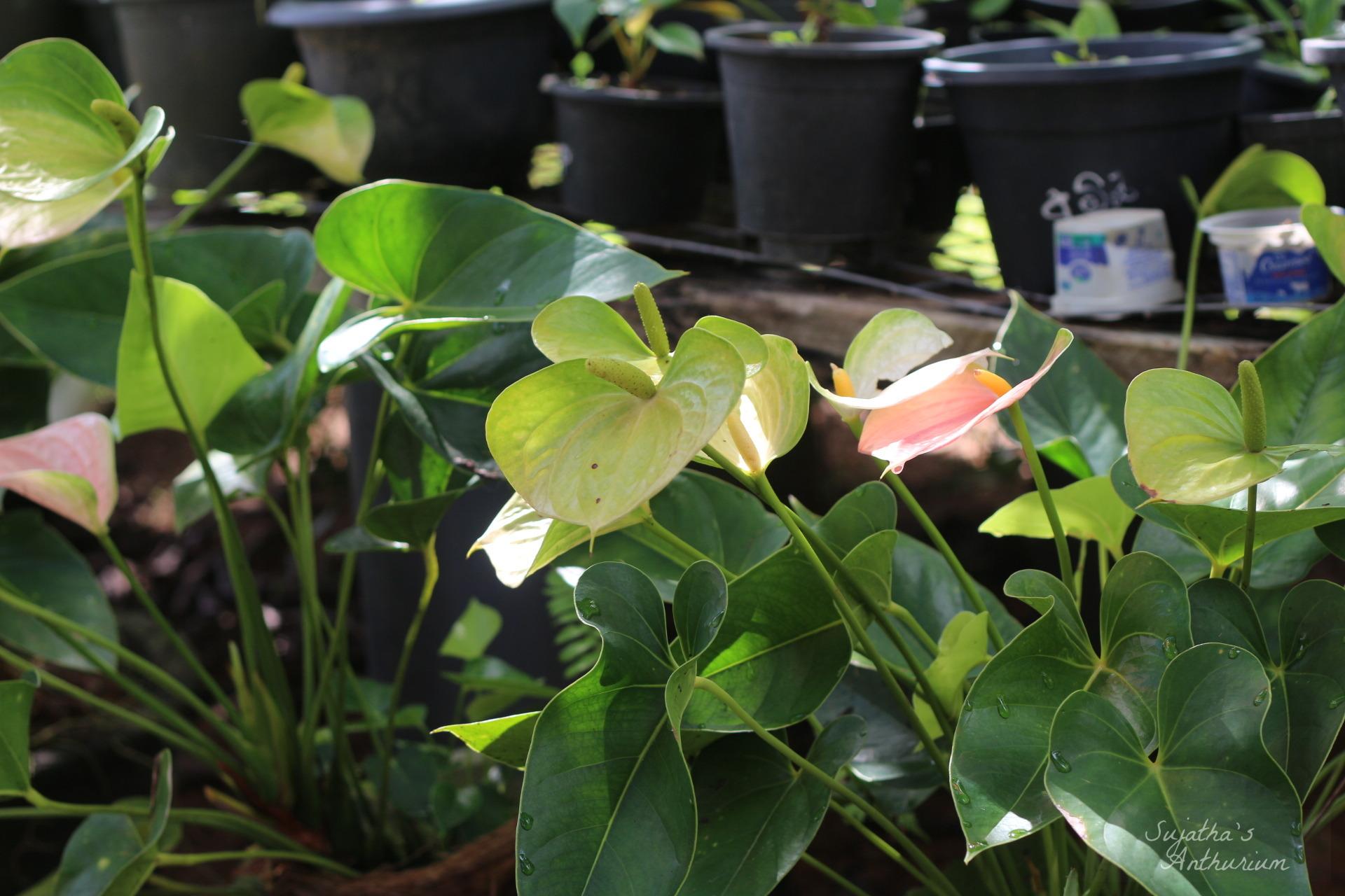 Anthurium variant Panedola. Flower has a pink, green spathe and a yellow spadix. image 9