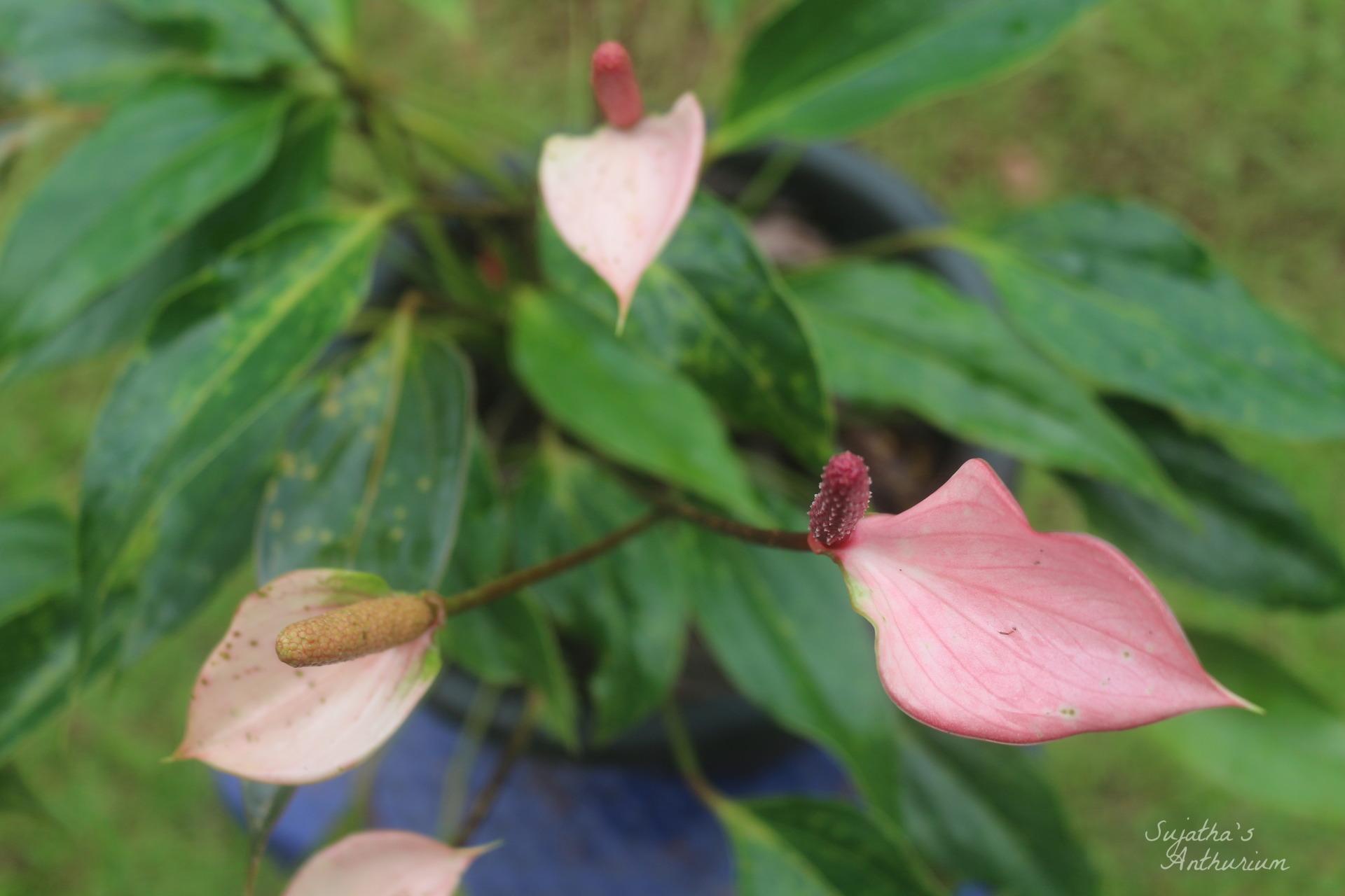 Anthurium variant Pink Me. Flower has a pale purple spathe and a maroon spadix. image 1
