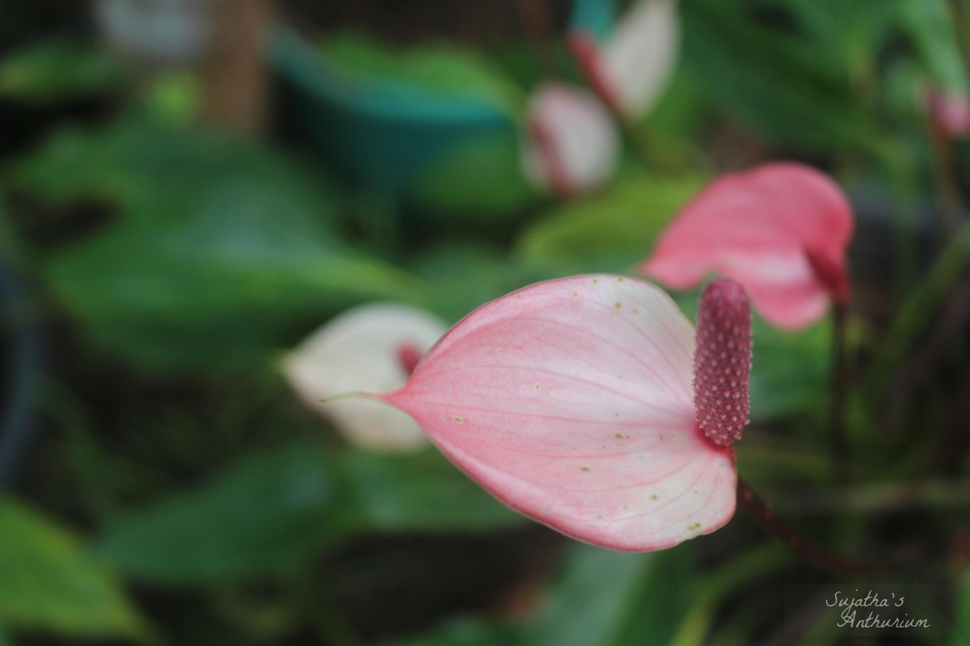 Anthurium variant Pink Me. Flower has a pale purple spathe and a maroon spadix. image 4