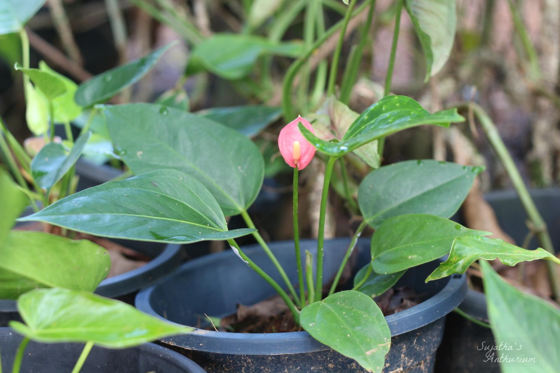 Anthurium variant Pink Ribbon. Flower has a pink ribbon like spathe and a pale pink spadix. image 1
