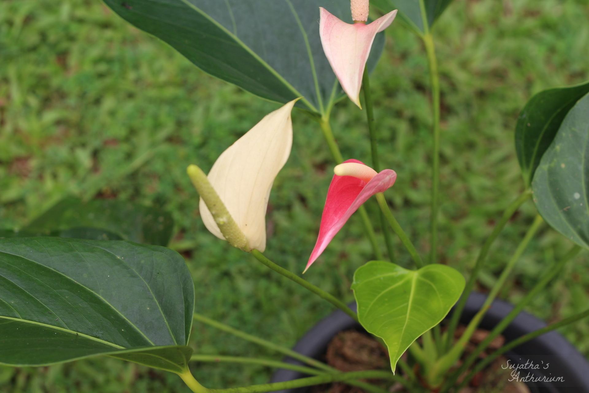 Anthurium variant Pink Ribbon. Flower has a pink ribbon like spathe and a pale pink spadix. image 2