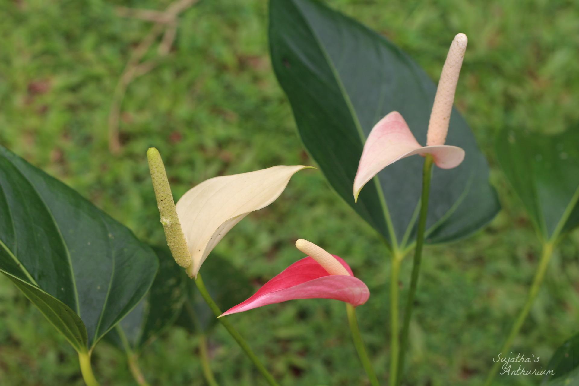 Anthurium variant Pink Ribbon. Flower has a pink ribbon like spathe and a pale pink spadix. image 3