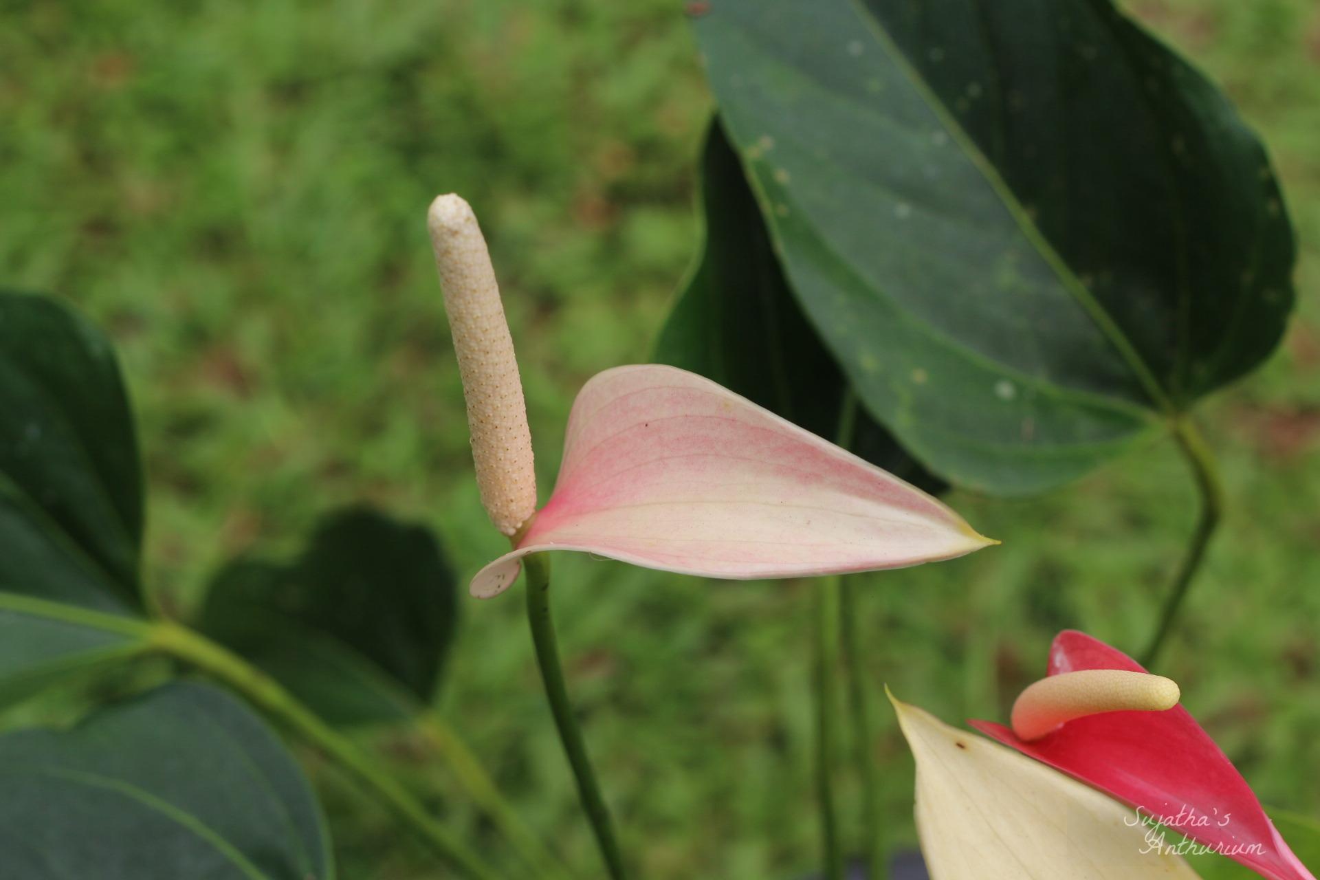 Anthurium variant Pink Ribbon. Flower has a pink ribbon like spathe and a pale pink spadix. image 4