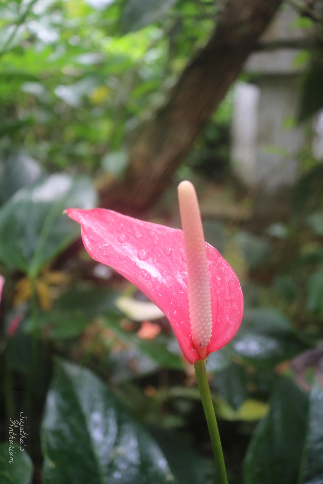 Anthurium variant Pink Ribbon. Flower has a pink ribbon like spathe and a pale pink spadix. image 7