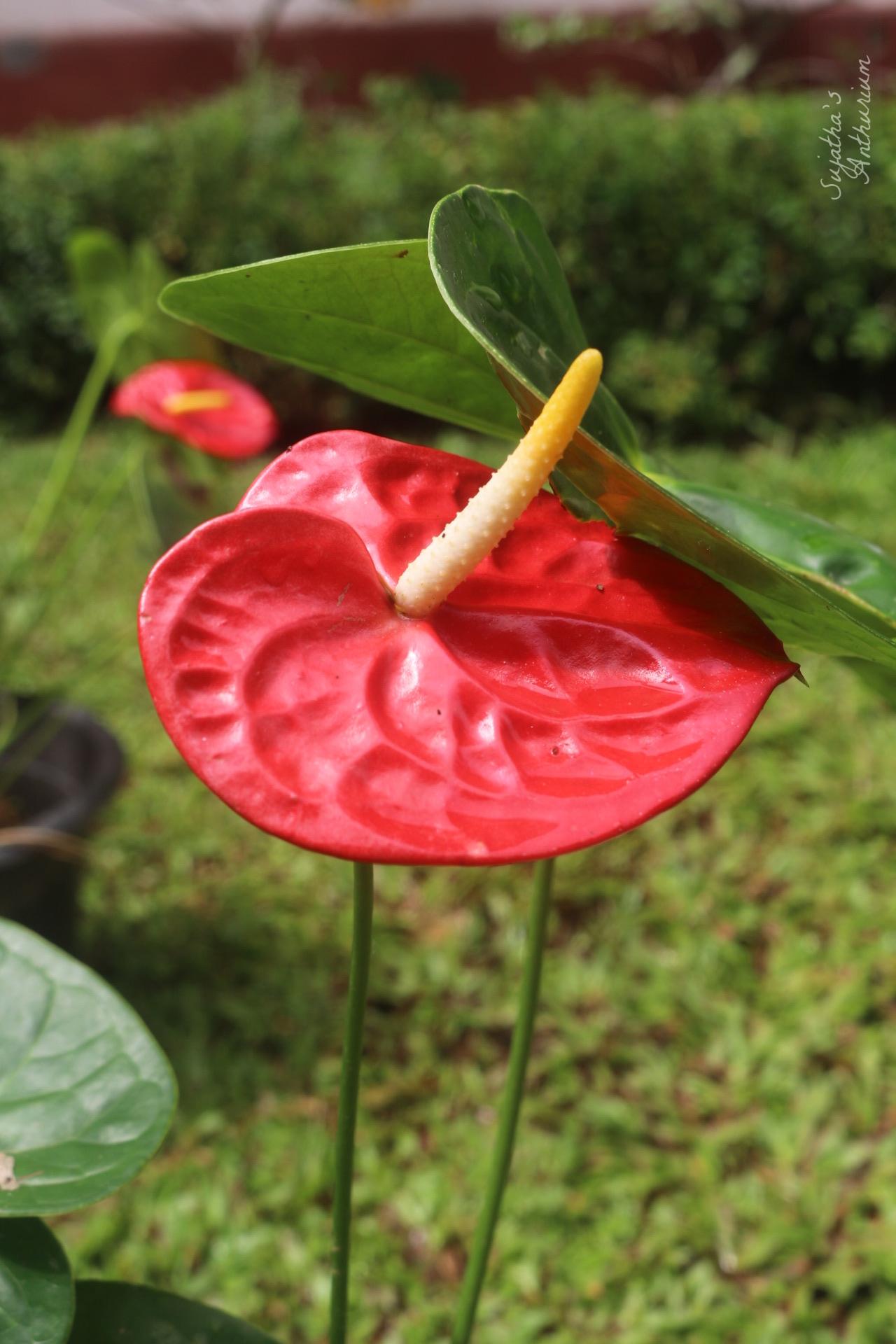 Anthurium variant Red Giant. Flower has a large red spathe and a yellow spadix. image 3