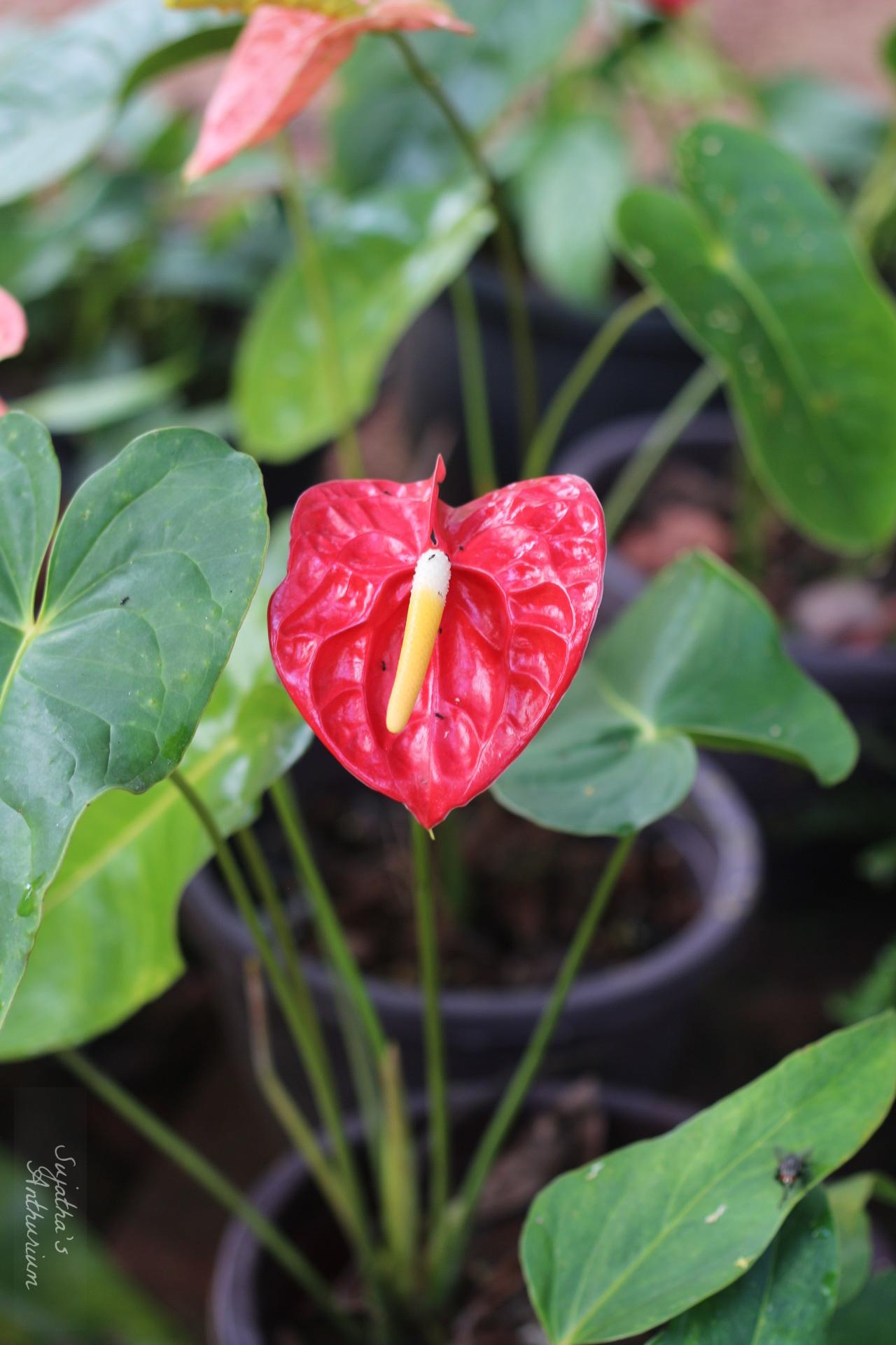 Anthurium variant Red Giant. Flower has a large red spathe and a yellow spadix. image 4