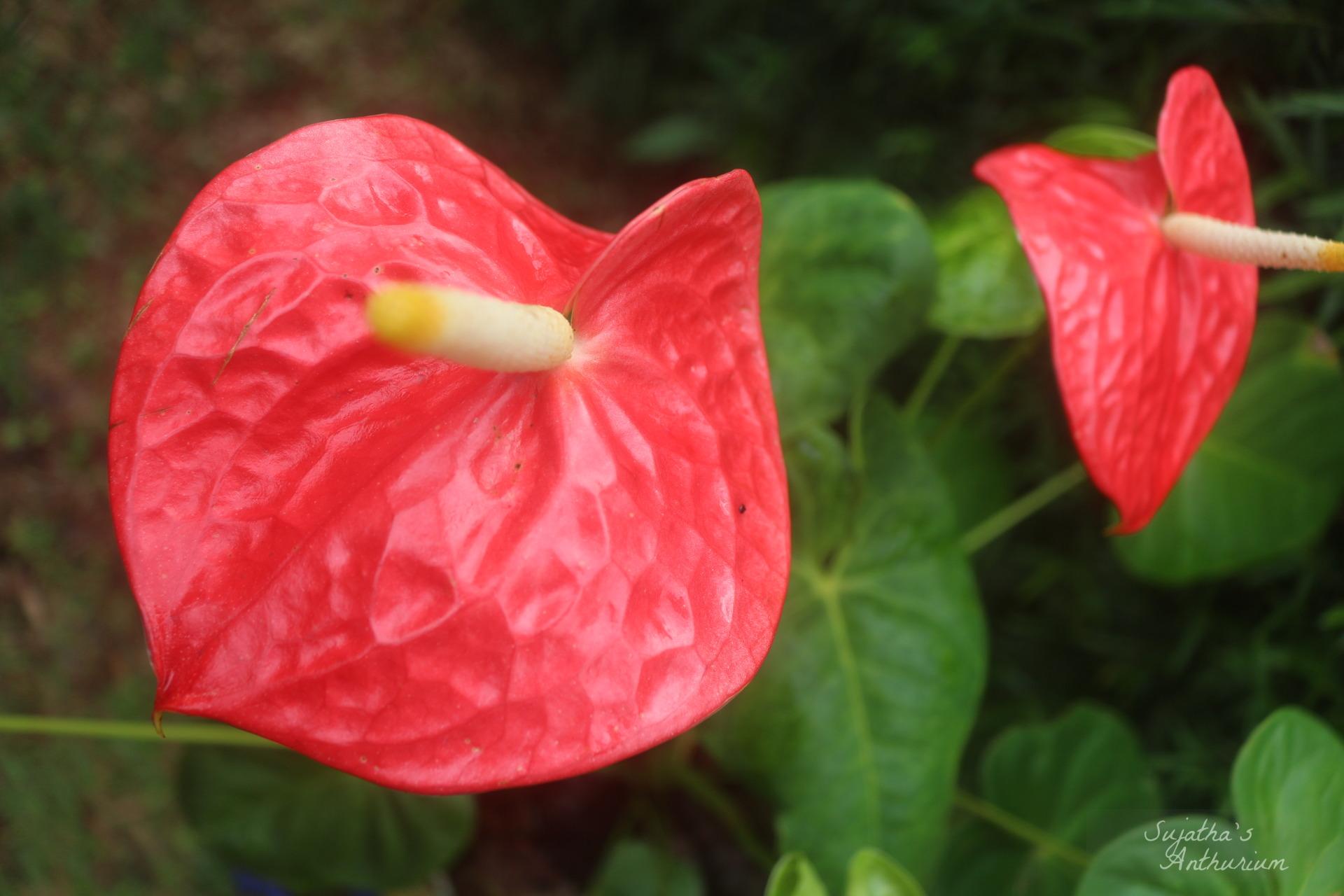 Anthurium variant Red Giant. Flower has a large red spathe and a yellow spadix. image 6