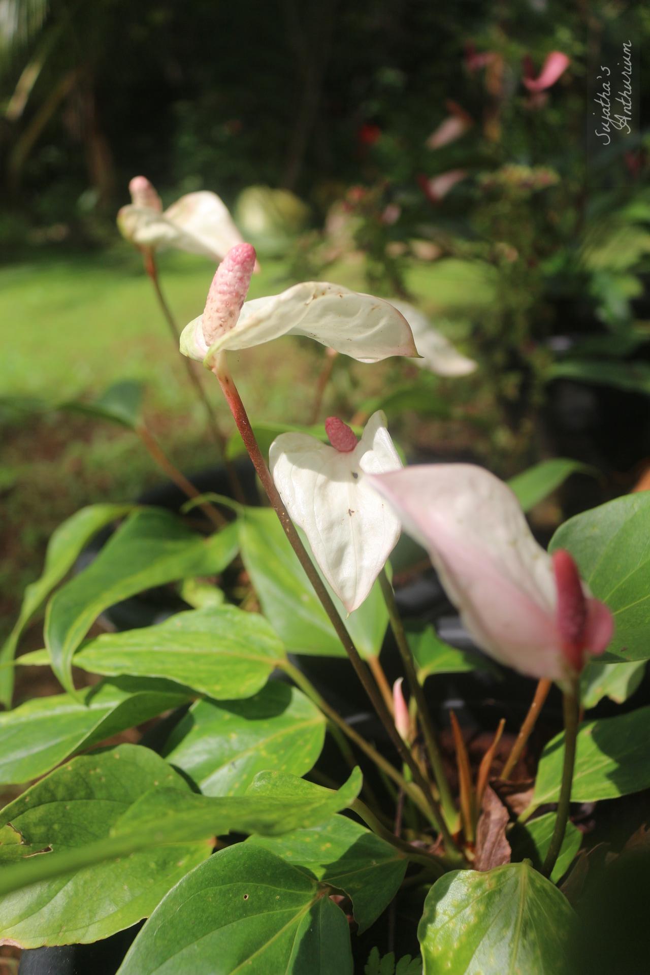 Anthurium variant White Beauty. Flower has a white spathe and a pale purple spadix. image 1