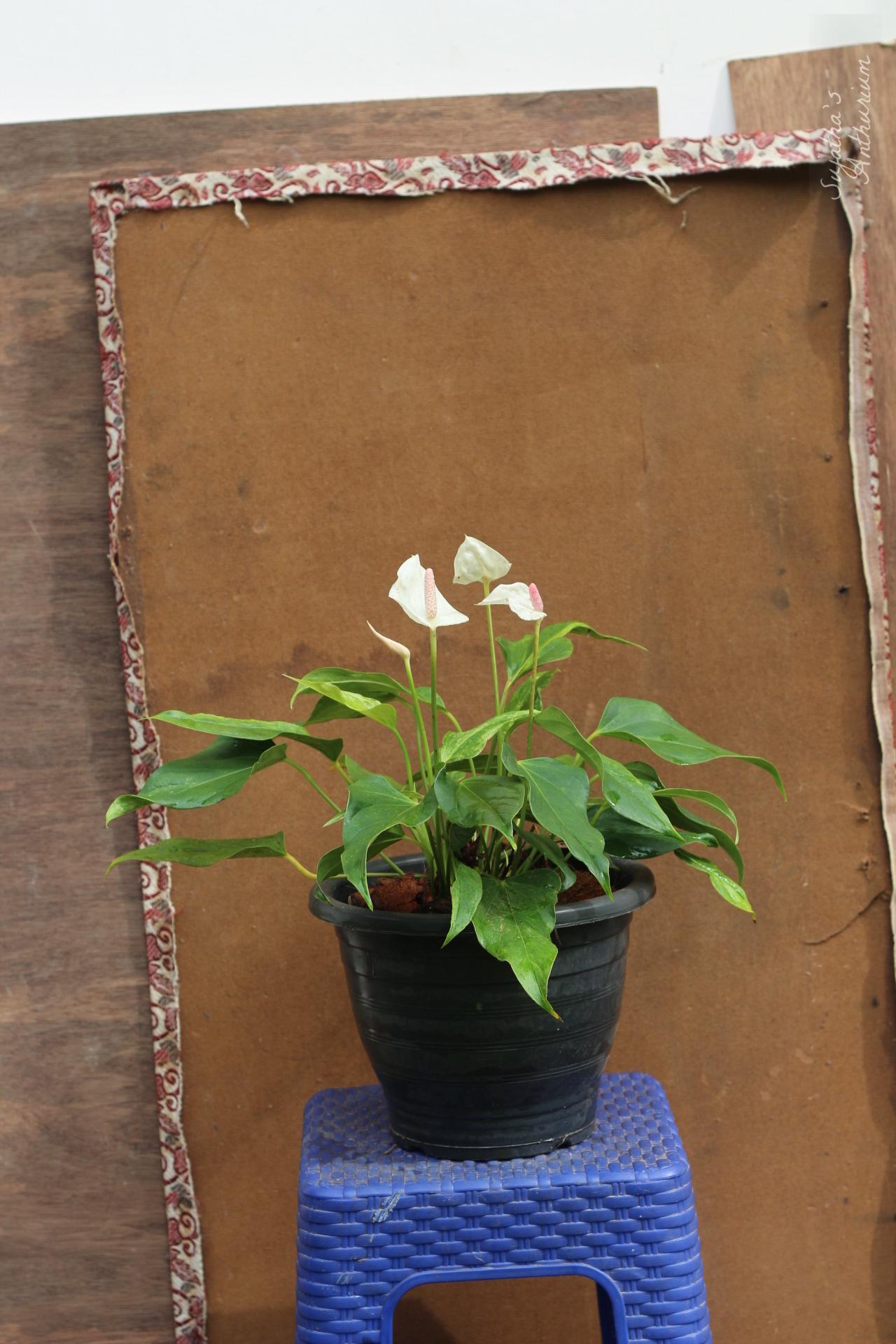 Anthurium variant White Beauty. Flower has a white spathe and a pale purple spadix. image 5