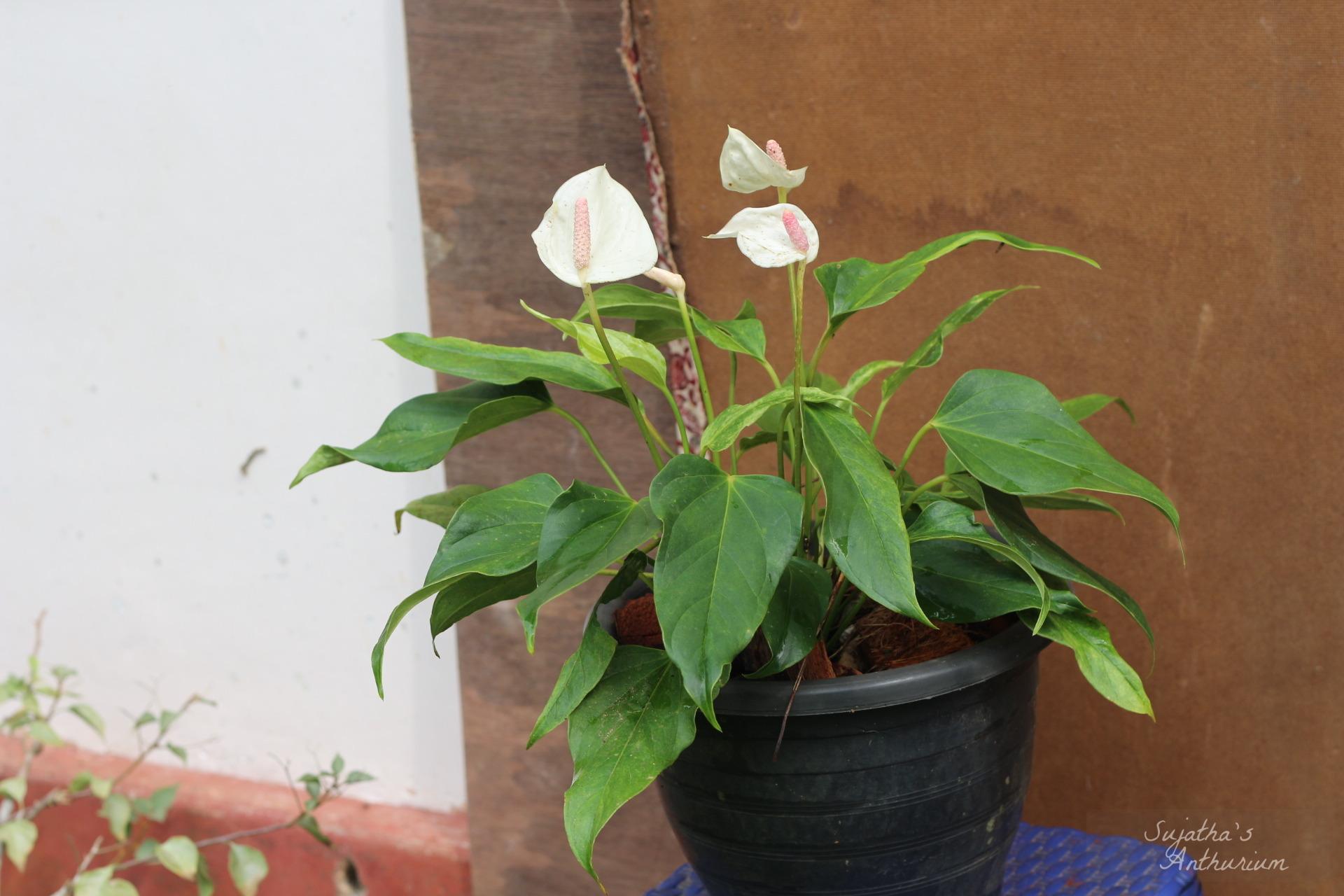 Anthurium variant White Beauty. Flower has a white spathe and a pale purple spadix. image 6
