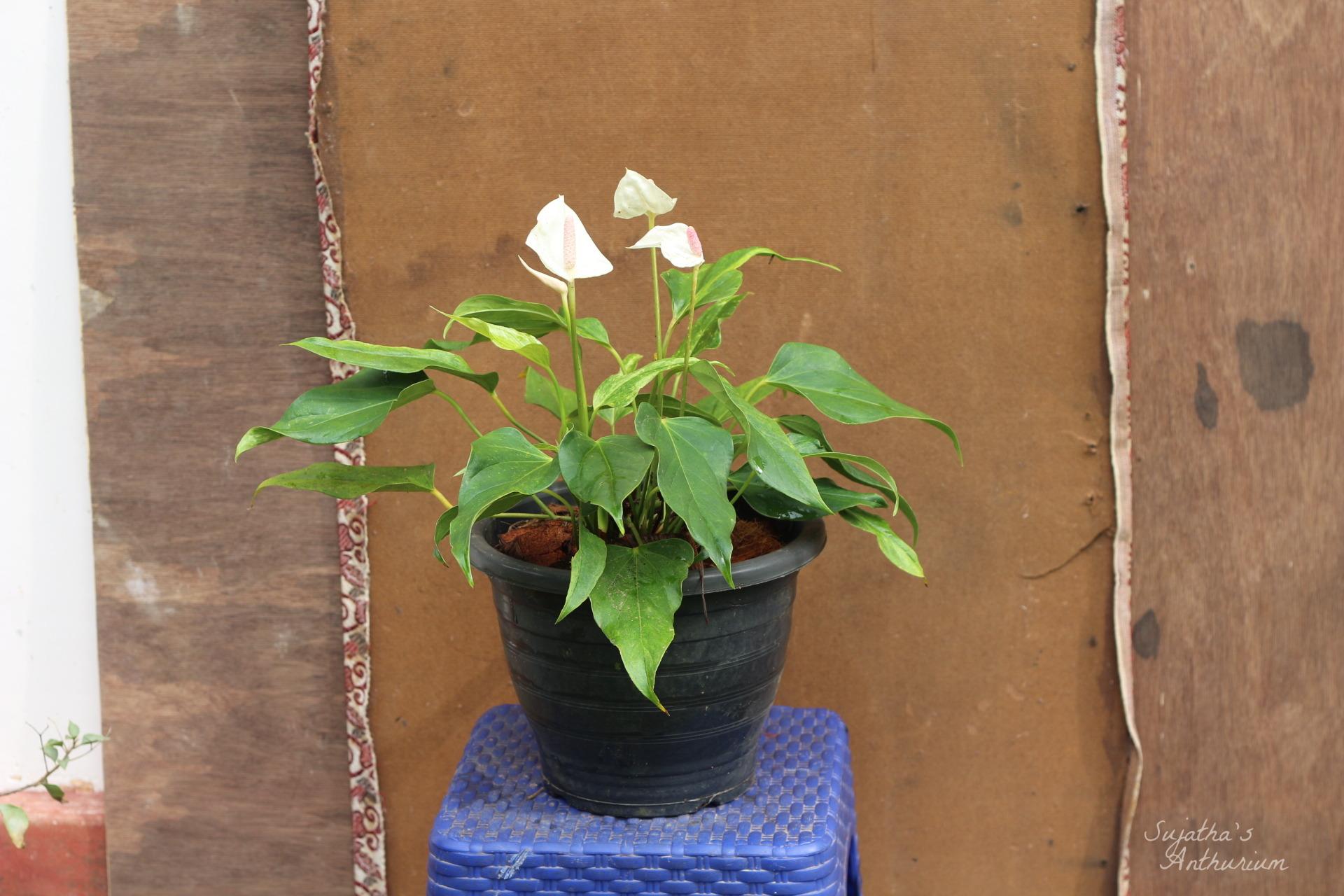 Anthurium variant White Beauty. Flower has a white spathe and a pale purple spadix. image 7
