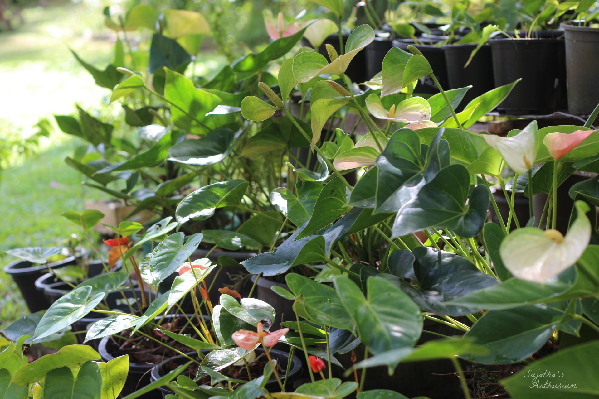 Garden with multiple anthurium plants