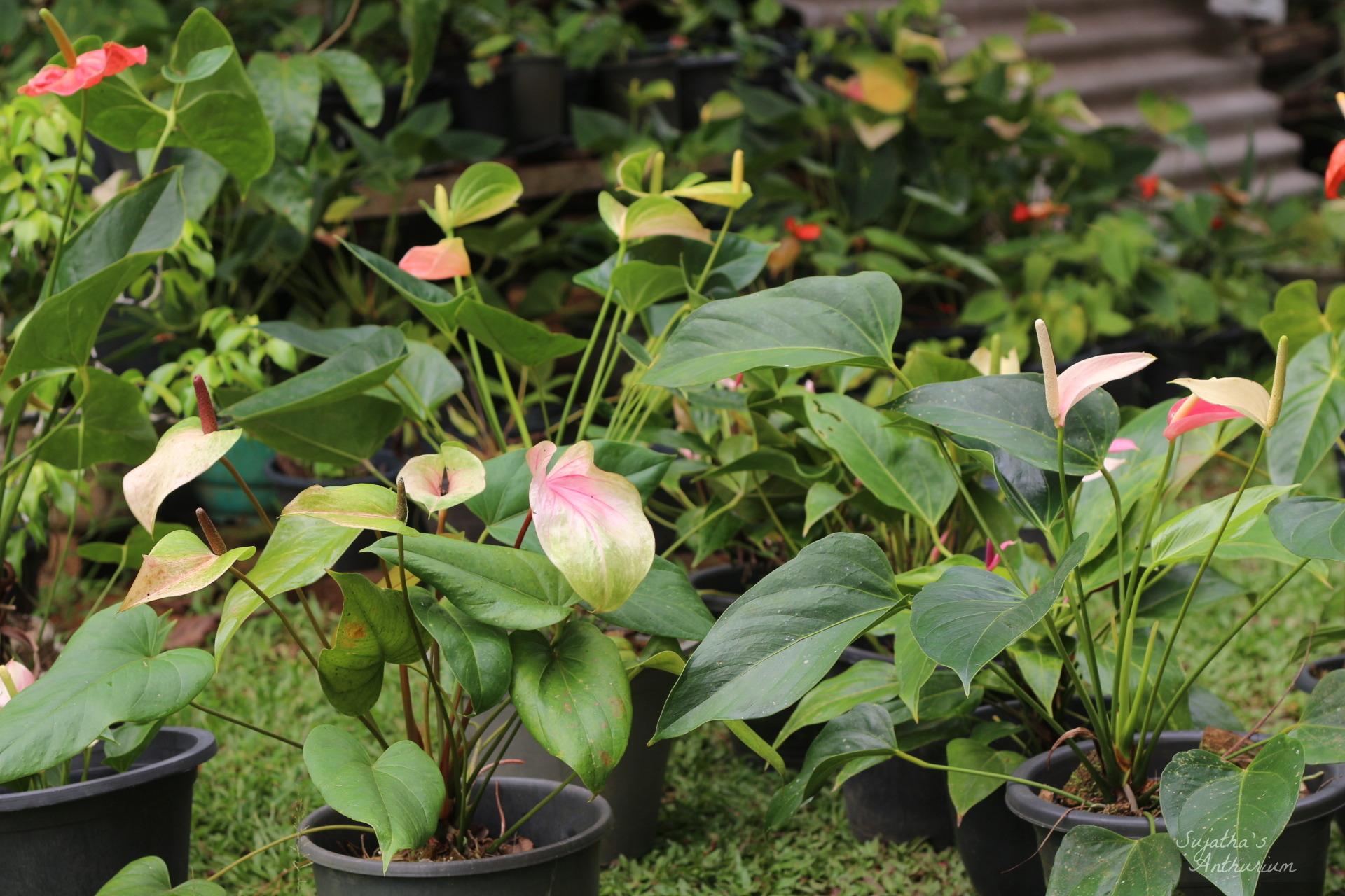 Vivid color anthurium plants