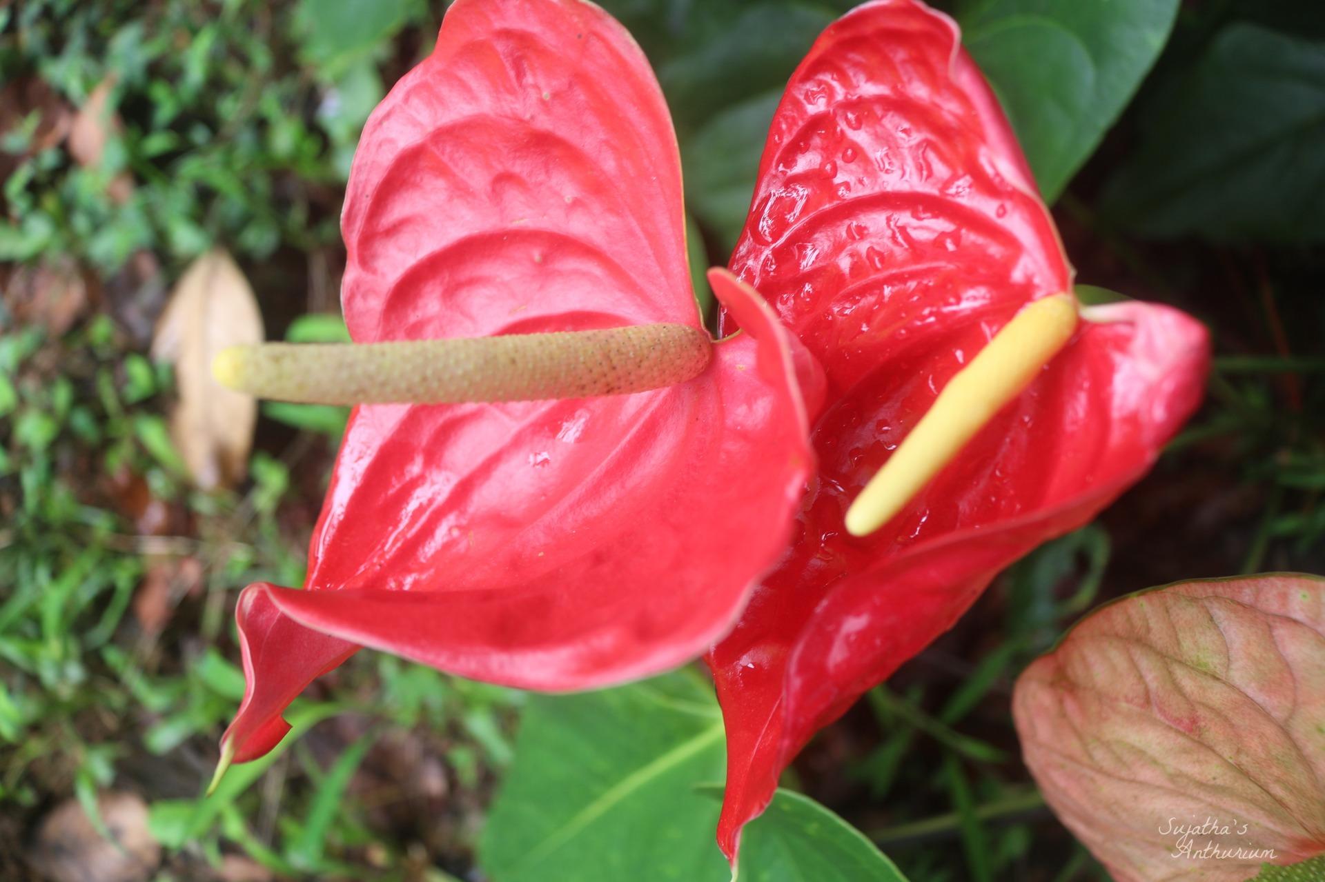 Red anthurium flowers